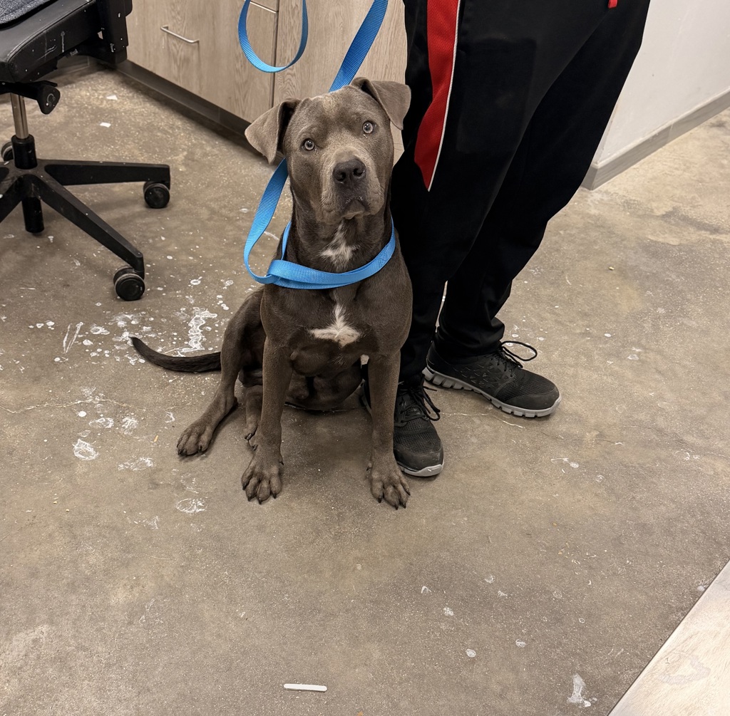 Shelter Stray Male Dog last seen Near Sage Glen Lane, LAFAYETTE, LA, 70508, Lafayette, LA 70507