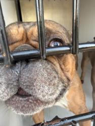 Shelter Stray Male Dog last seen Near Kempsriver Drive, VIRGINIA BEACH, VA, 23464, 341 S Birdneck Rd, Virginia Beach, VA 23451, USA
