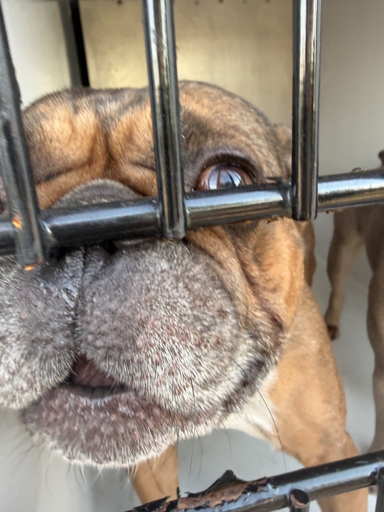 Shelter Stray Male Dog last seen Near Kempsriver Drive, VIRGINIA BEACH, VA, 23464, 341 S Birdneck Rd, Virginia Beach, VA 23451, USA