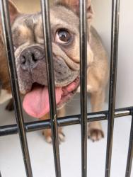Shelter Stray Female Dog last seen Near Kempsriver Drive, VIRGINIA BEACH, VA, 23464, 341 S Birdneck Rd, Virginia Beach, VA 23451, USA