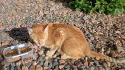 Reunited Unknown Cat last seen 87th and Yukon St, Westminster, CO 80005
