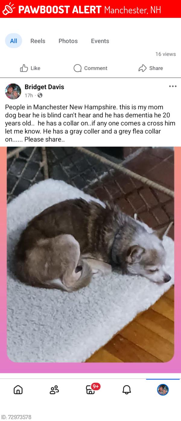 Lost Male Dog last seen S mammoth rd, Manchester, NH 03104
