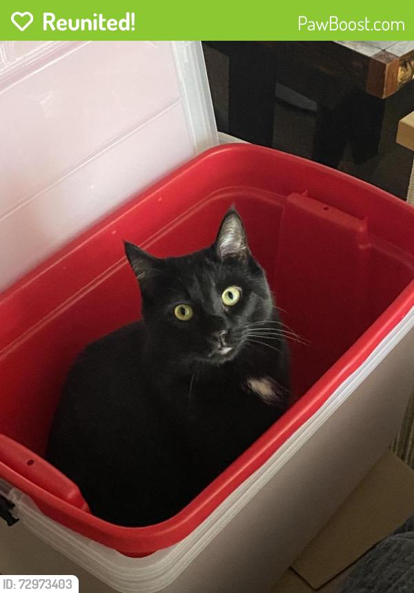 Reunited Male Cat last seen Near merganser lane , Elizabethtown, PA 17022