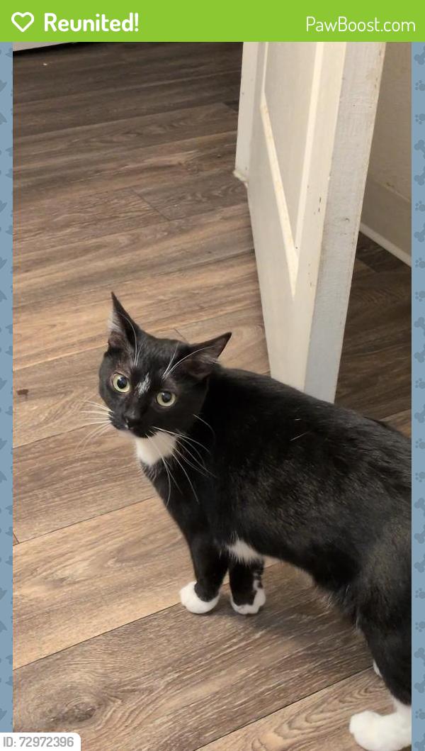 Reunited Female Cat last seen Elk Grove boulevard , Elk Grove, CA 95624