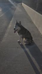 Found/Stray Unknown Dog last seen By the walking path on the levee, Stockton, CA 95209