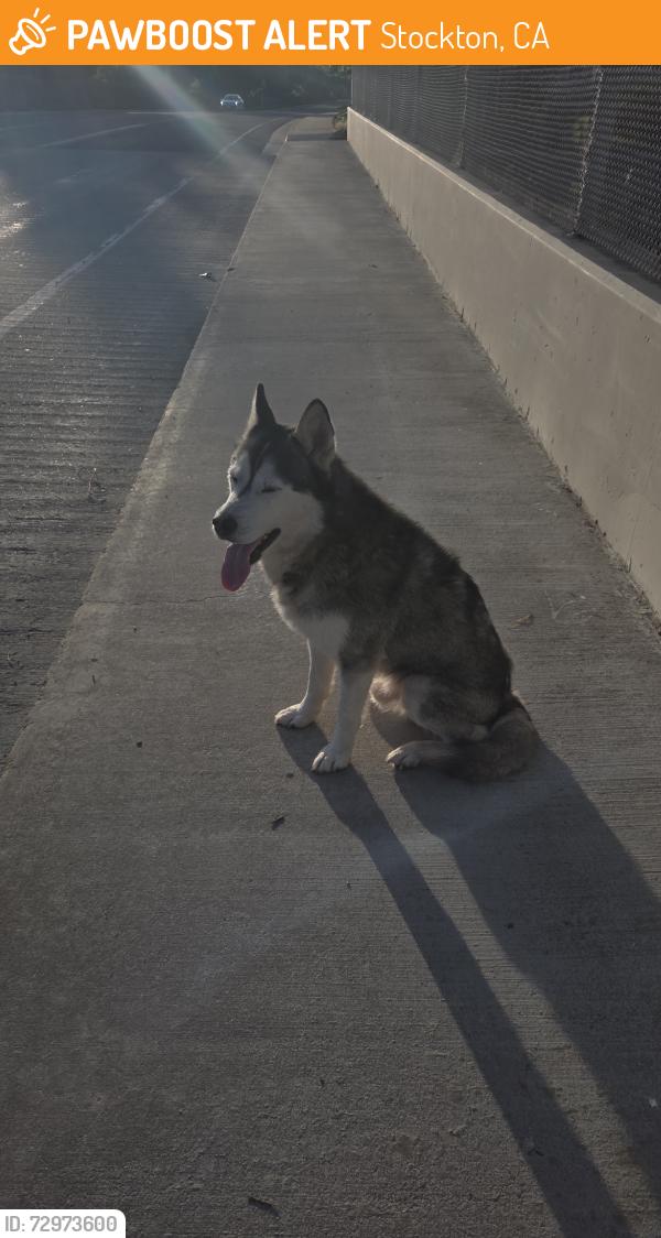 Found/Stray Unknown Dog last seen By the walking path on the levee, Stockton, CA 95209