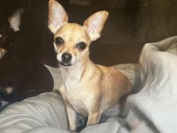 Reunited Female Dog last seen Trinity Rd, Piñon Hills, CA 92372, USA, Piñon Hills, CA 92372