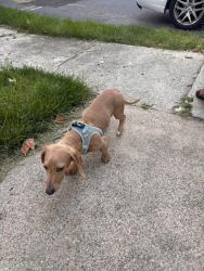 Reunited Male Dog last seen Lititz Pike and Hess Blvd, Lancaster, PA 17601