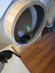 Lost Male Cat last seen Leonhardt in Heartsdale Addition , Del City, OK 73115