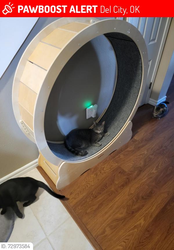 Lost Male Cat last seen Leonhardt in Heartsdale Addition , Del City, OK 73115