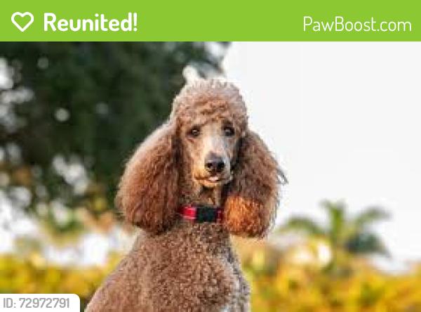 Reunited Female Dog last seen #11 Heather Ridge Golf Course, Aurora, CO 80014