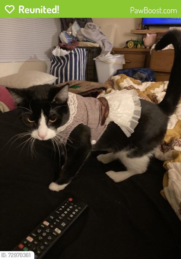 Reunited Female Cat last seen Near Twinbrooke Ln, Lexington, KY 40517, USA, Lexington, KY 40517
