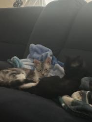 Reunited Male Cat last seen Bridgeland neighborhood , Cypress, TX 77433