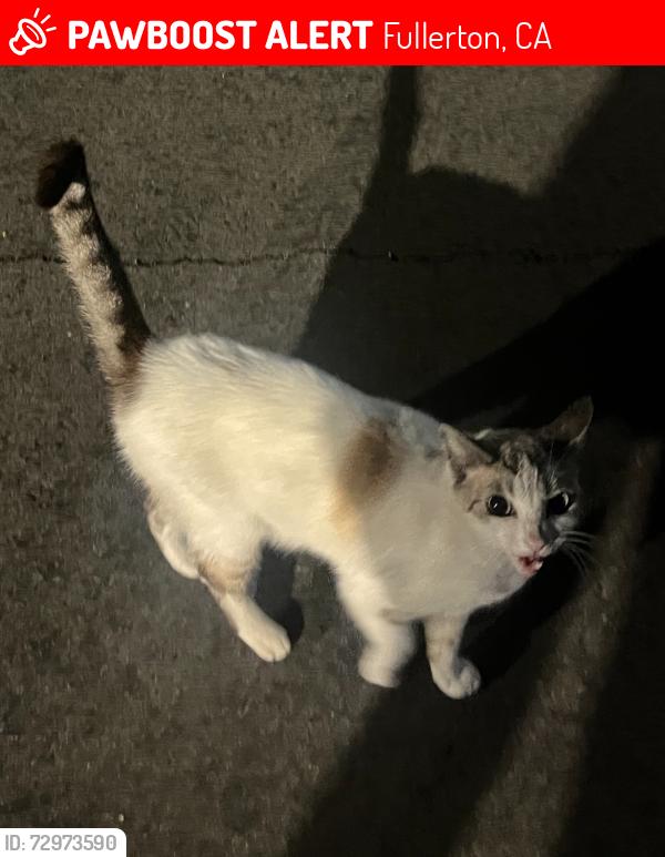 Lost Female Cat last seen Euclid and Valencia, Fullerton, CA 92833