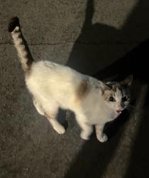 Lost Female Cat last seen Euclid and Valencia, Fullerton, CA 92833
