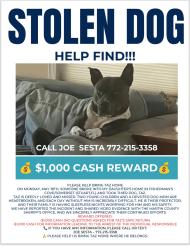 Lost Male Dog last seen Fisherman's cove kanner hwy stuart, Stuart, FL 34994