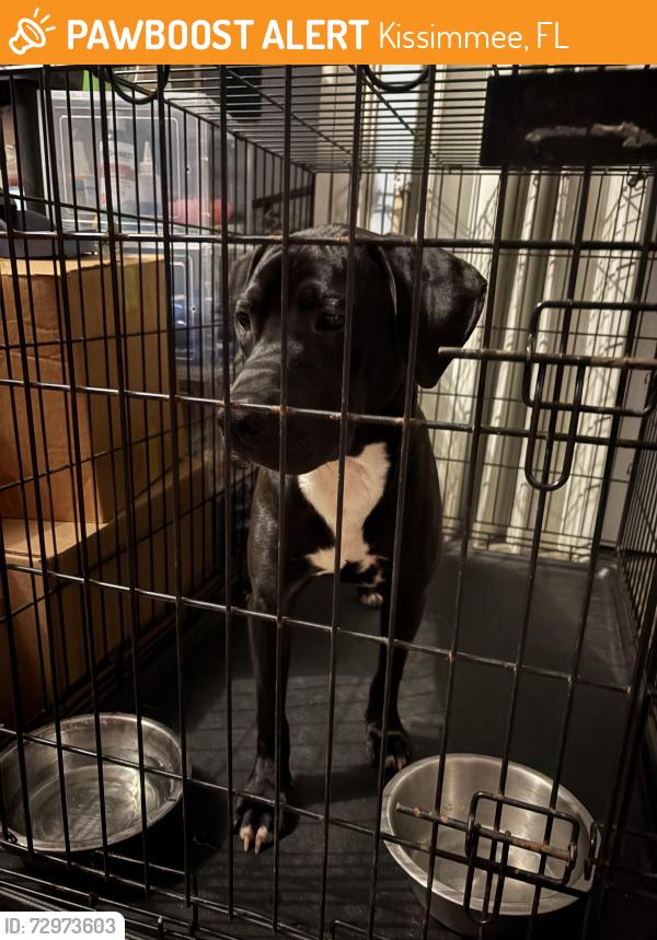Found/Stray Female Dog last seen Pleasant hill Road, Kissimmee, FL 34741