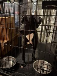 Found/Stray Female Dog last seen Pleasant hill Road, Kissimmee, FL 34741