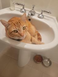 Lost Male Cat last seen Monte vista /irvine Ave near backbay highschool, Costa Mesa, CA 92627