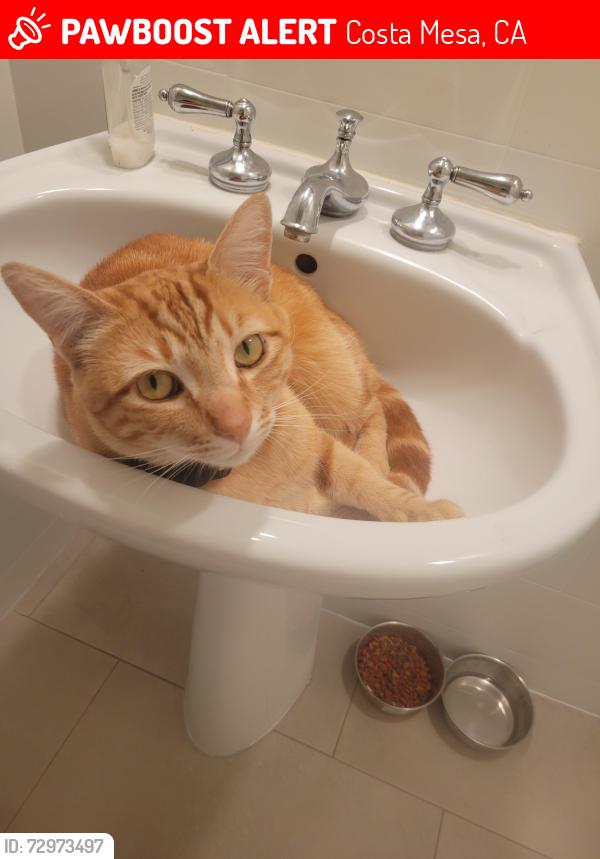 Lost Male Cat last seen Monte vista /irvine Ave near backbay highschool, Costa Mesa, CA 92627