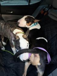 Reunited Male Dog last seen Big Horn Blvd, Bruceville and Sheldon Rd, Elk Grove, CA 95758