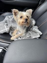 Found/Stray Unknown Dog last seen Walgreens and commercial , Fort Lauderdale, FL 33334