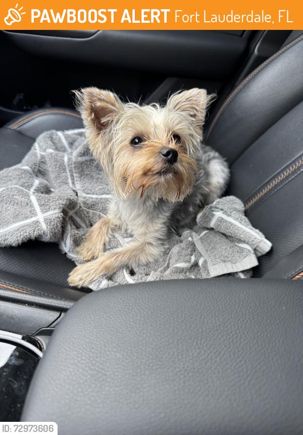 Found/Stray Unknown Dog last seen Walgreens and commercial , Fort Lauderdale, FL 33334