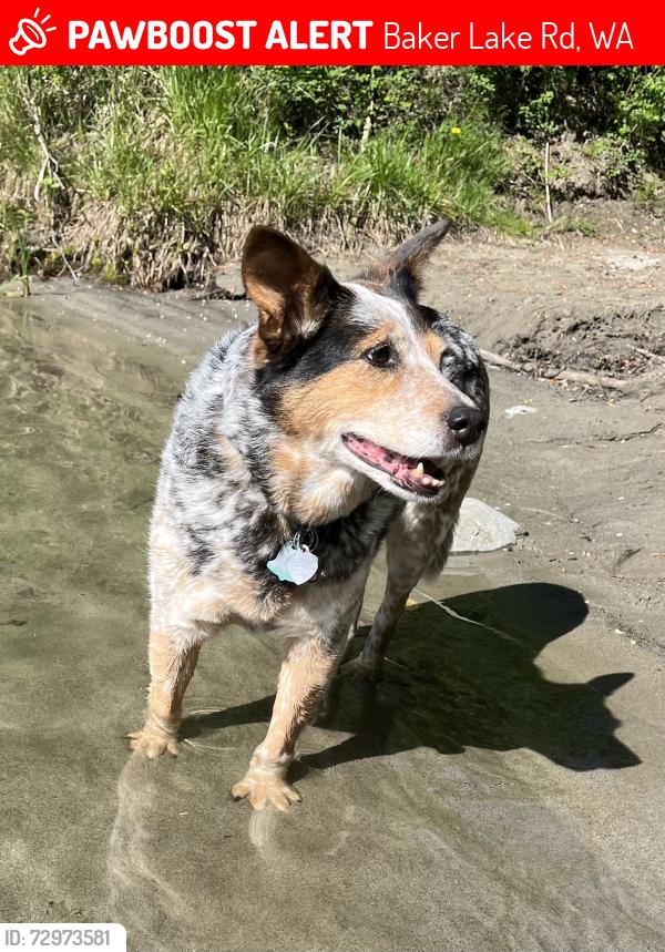 Lost Female Dog last seen Forest Road 12, Mount Baker-Snowqualmie National Forest, Baker Lake Rd, WA 98237