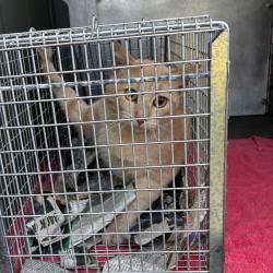 Shelter Stray Unknown Cat last seen , Greensboro, NC 27409
