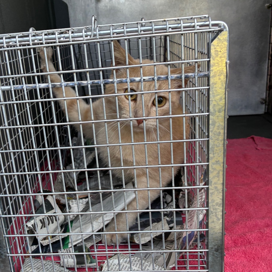 Shelter Stray Unknown Cat last seen , Greensboro, NC 27409