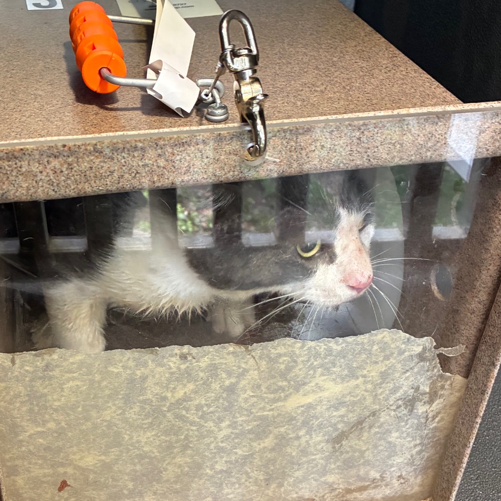 Shelter Stray Unknown Cat last seen , Greensboro, NC 27409