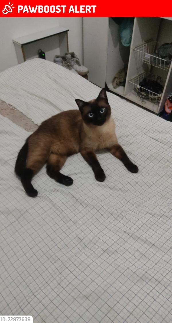 Lost Male Cat last seen Perto do Horti Fruto do Jardim São Bento novo, Jardim São Bento Novo, SP 05881-150