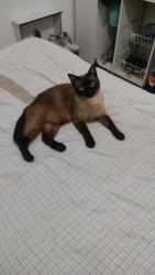 Lost Male Cat last seen Perto do Horti Fruto do Jardim São Bento novo, Jardim São Bento Novo, SP 05881-150