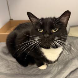 Shelter Stray Female Cat last seen , Animal Care & Control Team of Philly, 111 W Hunting Park Ave, Philadelphia, PA 19140, USA