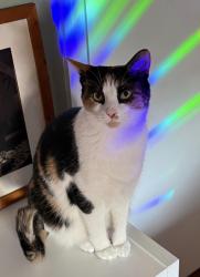 Reunited Female Cat last seen Woodman Rd. near Delta and Deekay, Richmond, VA 23228