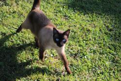 Lost Male Cat last seen Near roundabout in Whispering Trails, Jupiter, FL 33458