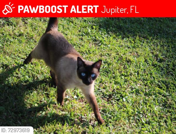 Lost Male Cat last seen Near roundabout in Whispering Trails, Jupiter, FL 33458