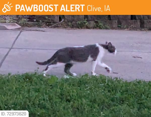 Found/Stray Unknown Cat last seen Forest Ave and 105th Pl, Clive, Clive, IA 50325