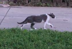 Found/Stray Unknown Cat last seen Forest Ave and 105th Pl, Clive, Clive, IA 50325