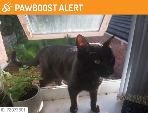 Found/Stray Female Cat last seen Hubert Road and Exeter Road, by the church, West Midlands, England B29
