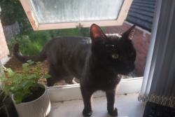 Found/Stray Female Cat last seen Hubert Road and Exeter Road, by the church, West Midlands, England B29