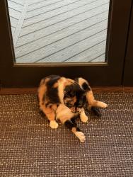 Reunited Female Cat last seen Treesdale - Near 228 and Warrendale, Gibsonia, PA 15044