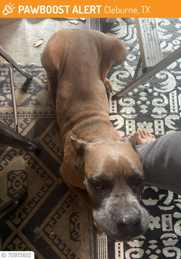 Found/Stray Female Dog last seen Stonelake and Hemphill, Cleburne, TX 76033
