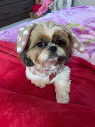 Lost Female Dog last seen Hackberry hill elementary , Arvada, CO 80003