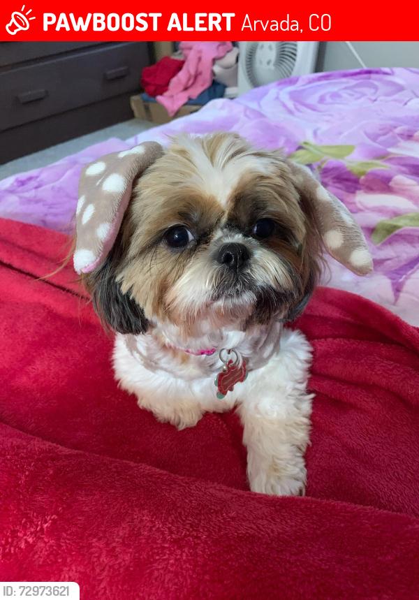 Lost Female Dog last seen Hackberry hill elementary , Arvada, CO 80003