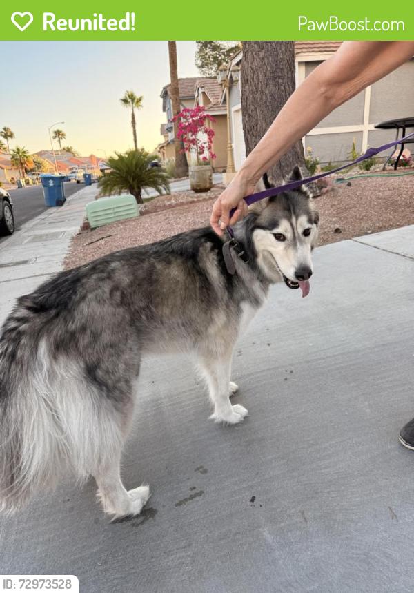 Reunited Male Dog last seen Warm Springs and Spencer , Las Vegas, NV 89119