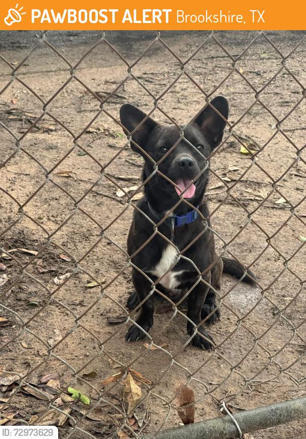 Found/Stray Male Dog last seen 5th and Kenney, Brookshire, TX 77423