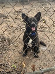Found/Stray Male Dog last seen 5th and Kenney, Brookshire, TX 77423