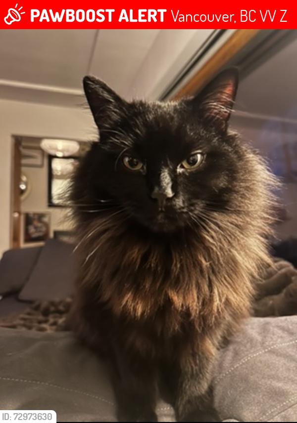 Lost Male Cat last seen Knight and 33rd, Vancouver, BC V5V 4Z2