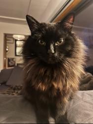 Lost Male Cat last seen Knight and 33rd, Vancouver, BC V5V 4Z2
